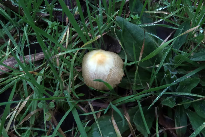 Bolbitius titubans 1 - IMG_4732